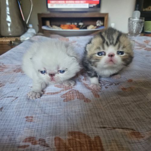 2 chatons exotic shorthair #1