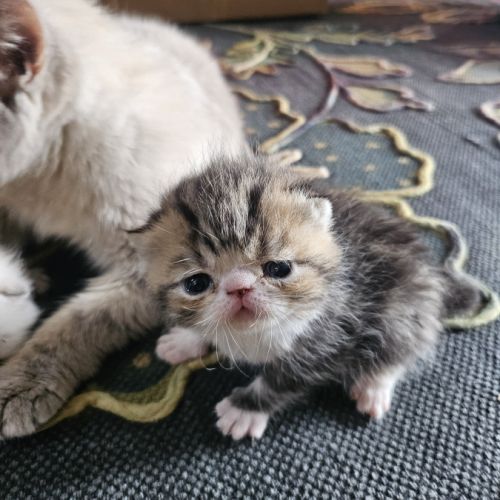 2 chatons exotic shorthair