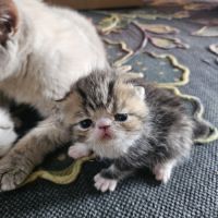 2 chatons exotic shorthair #0