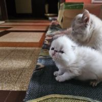 2 chatons exotic shorthair #3