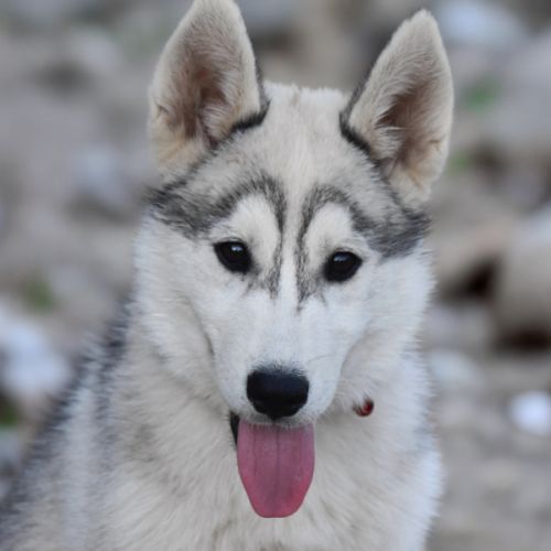 Chiot husky sibérien lof – femelle blanche et gris #1