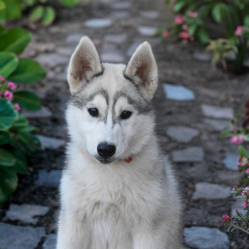 Chiot husky sibérien lof – femelle blanche et gris #2