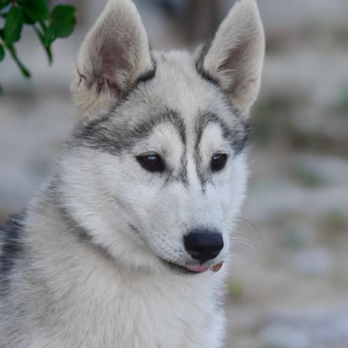 Chiot husky sibérien lof – femelle blanche et gris #4