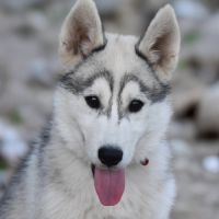 Chiot husky sibérien lof – femelle blanche et gris #1