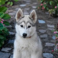 Chiot husky sibérien lof – femelle blanche et gris #2