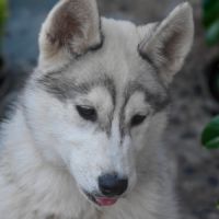 Chiot husky sibérien lof – femelle blanche et gris