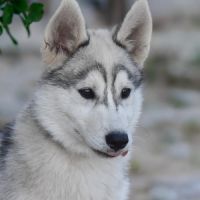 Chiot husky sibérien lof – femelle blanche et gris #4