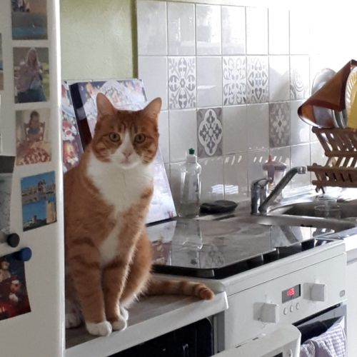 Chatte à donner #1
