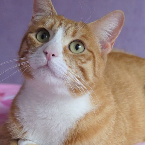 Chatte à donner #3