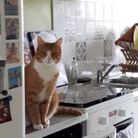 Chatte à donner #1