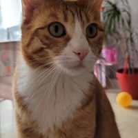 Chatte à donner