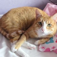 Chatte à donner #4
