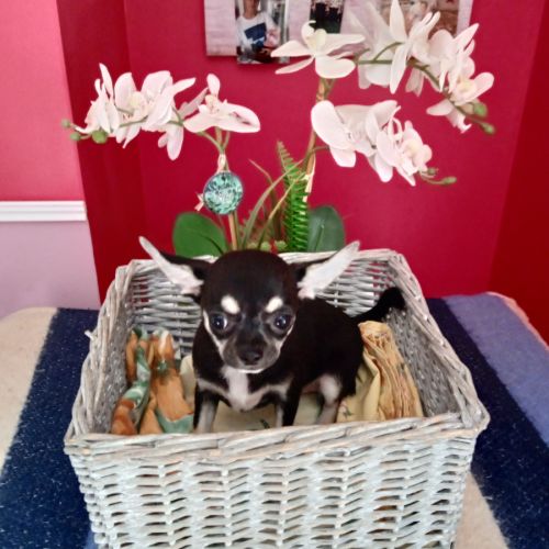 Chiot chihuahua #3