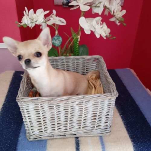 Chiot chihuahua #4
