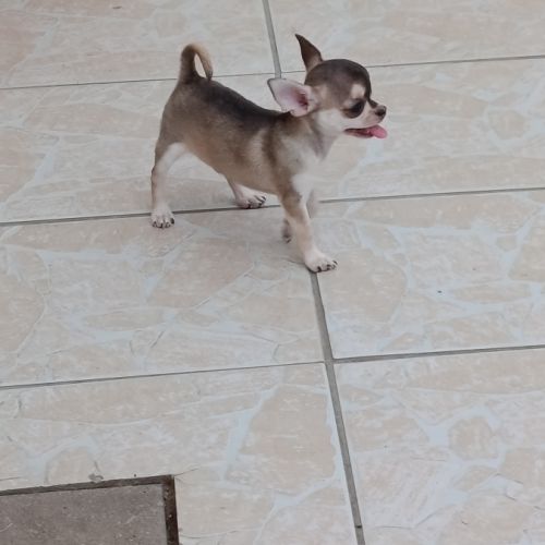 Chiot chihuahua