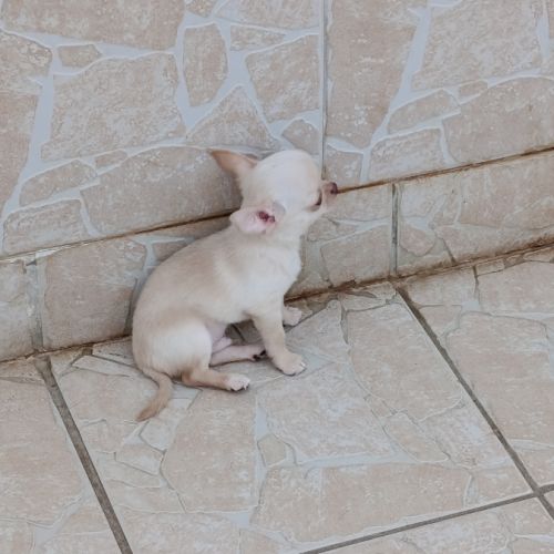 Chiot chihuahua #7