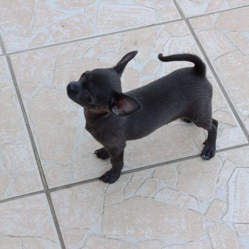 Chiot chihuahua #8