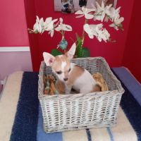 Chiot chihuahua #1