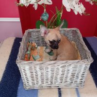 Chiot chihuahua #2