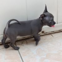 Chiot chihuahua #6