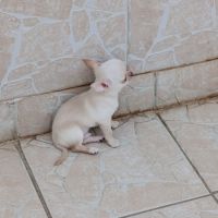 Chiot chihuahua #7