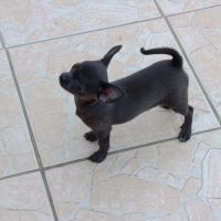 Chiot chihuahua #8