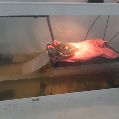 Tortue pseudemys