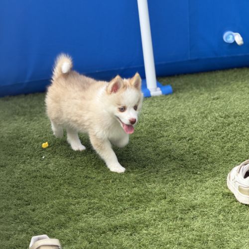Pomsky #2