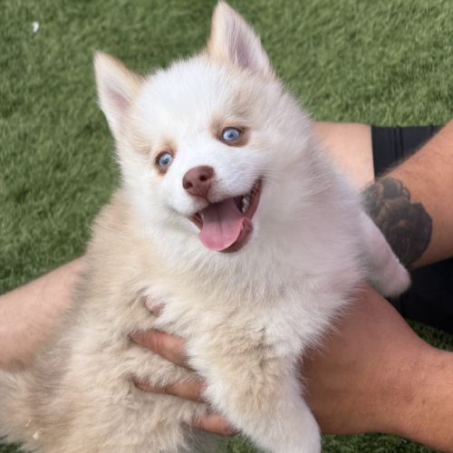 Pomsky #3