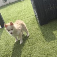 Pomsky