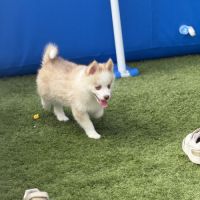 Pomsky #2