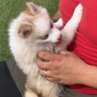 Pomsky #4