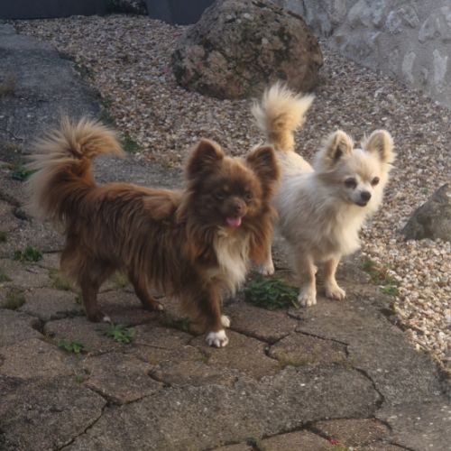 Magnifiques bébés chihuahua dept 86 #1