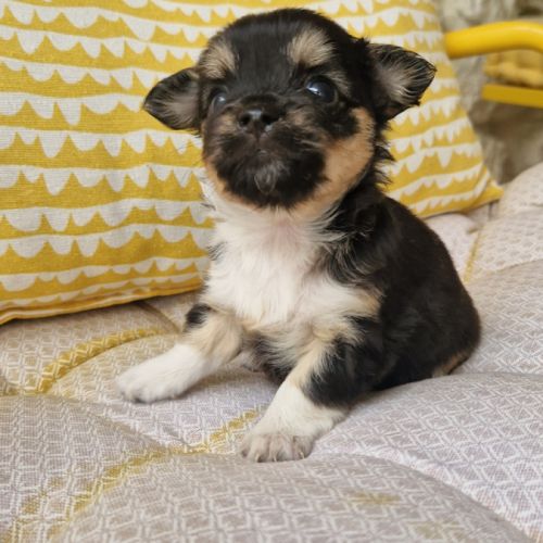 Magnifiques bébés chihuahua dept 86 #2