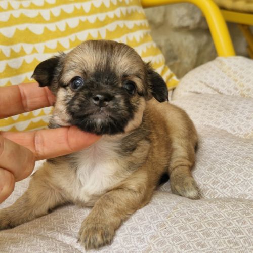 Magnifiques bébés chihuahua dept 86 #4