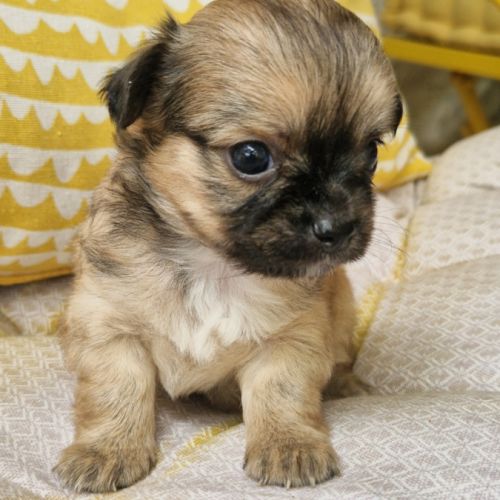 Magnifiques bébés chihuahua dept 86 #5