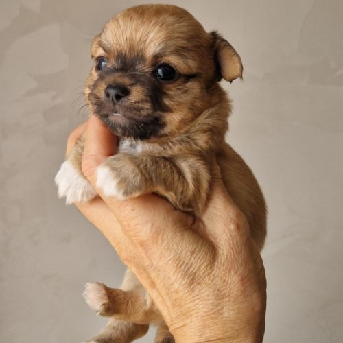 Magnifiques bébés chihuahua dept 86 #7