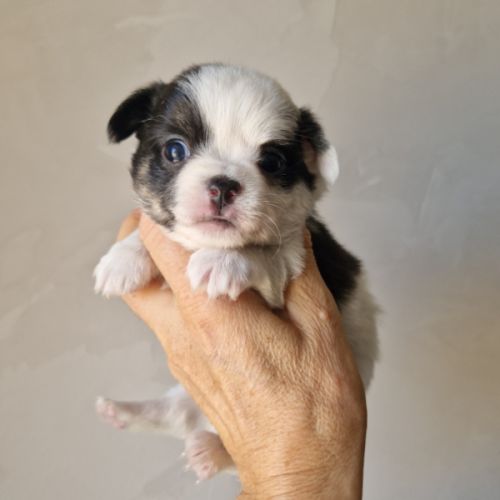 Magnifiques bébés chihuahua dept 86 #8