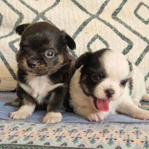 Magnifiques bébés chihuahua dept 86 #10