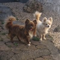 Magnifiques bébés chihuahua dept 86 #1