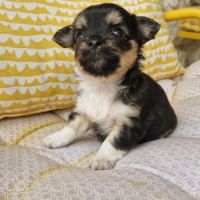 Magnifiques bébés chihuahua dept 86 #2