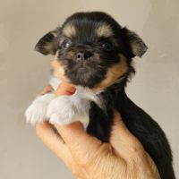 Magnifiques bébés chihuahua dept 86 #3