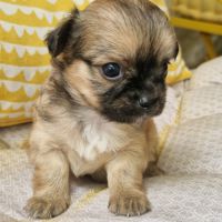 Magnifiques bébés chihuahua dept 86 #5