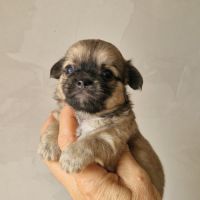 Magnifiques bébés chihuahua dept 86
