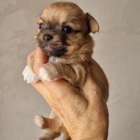 Magnifiques bébés chihuahua dept 86 #7