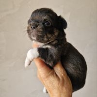 Magnifiques bébés chihuahua dept 86 #9