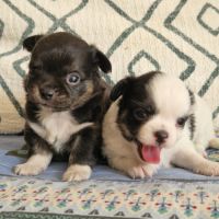 Magnifiques bébés chihuahua dept 86 #10