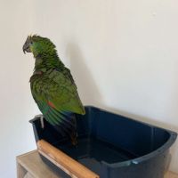 Amazone à front bleu #5