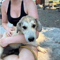 Laos bébé roumain à l'adoption #2