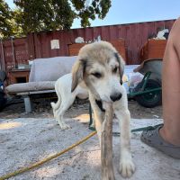 Laos bébé roumain à l'adoption #3